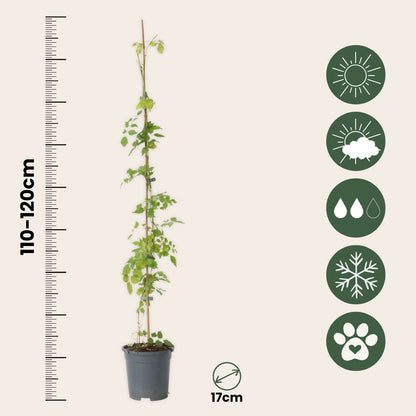 Trompeta Dorada - 2 Pzs - Campsis Radicans - Altura 110-120cm - ⌀17cm_2