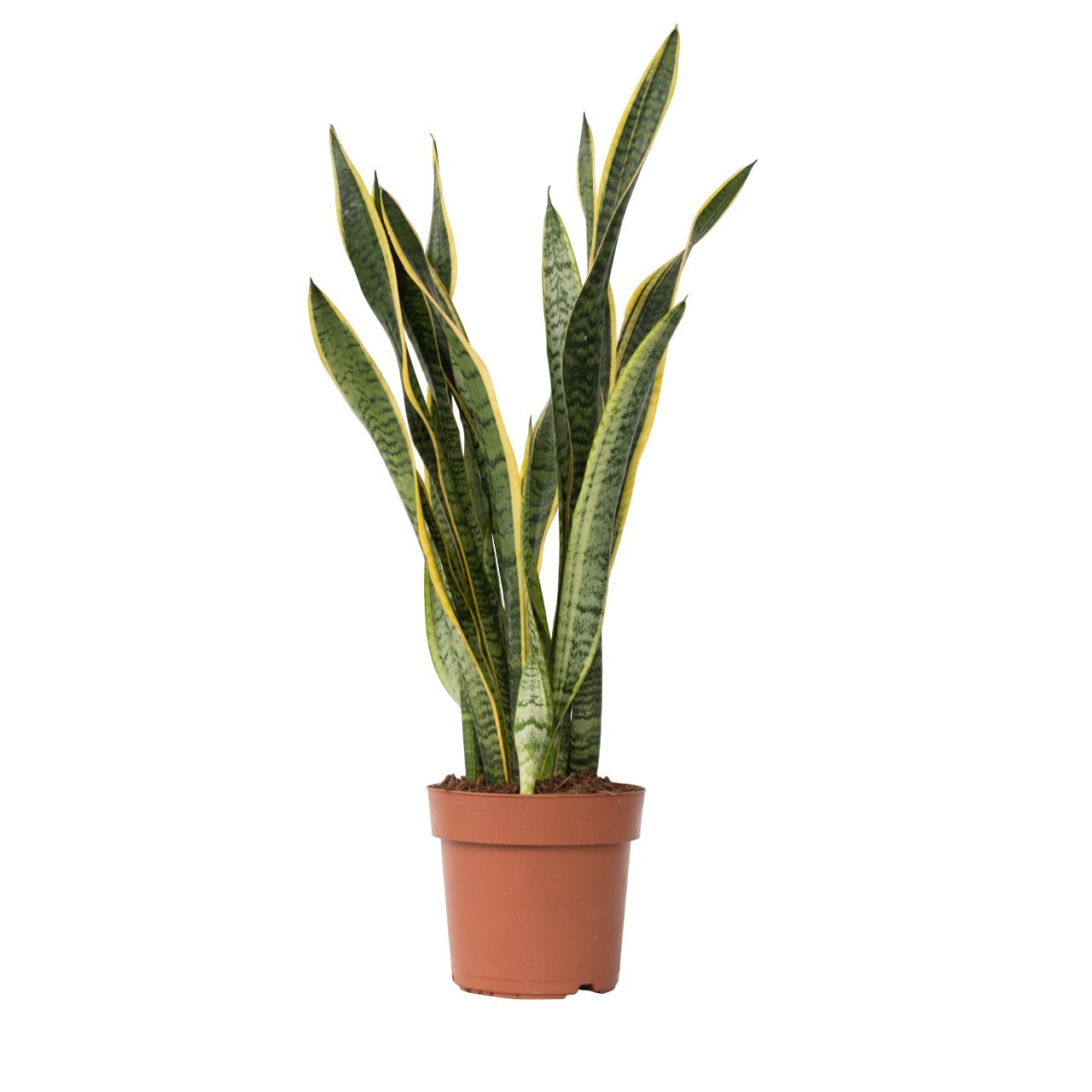 Lengua De Suegra - Sansevieria Trifasciata Laurentii - Altura 65-75cm - ⌀21cm_0