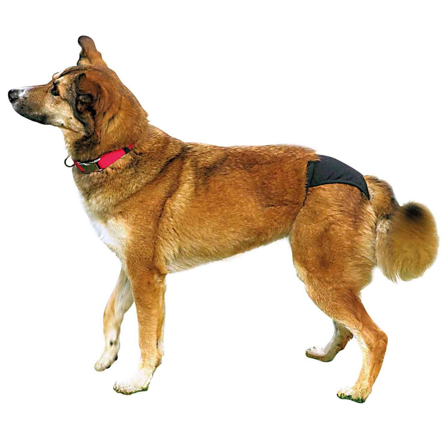 Cueca Trixie para Cão, XL, 60-70 cm, Preto