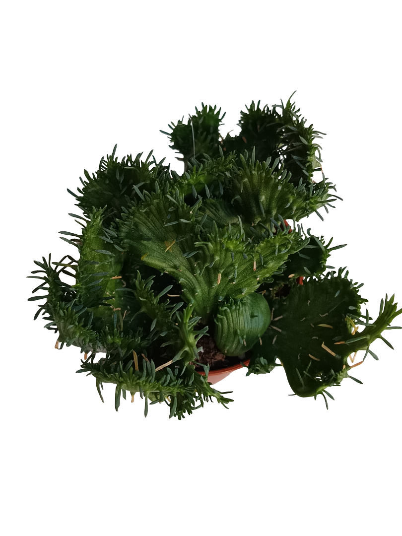 Euphorbia Flanaganii Ø5 Planta Solo Una_0