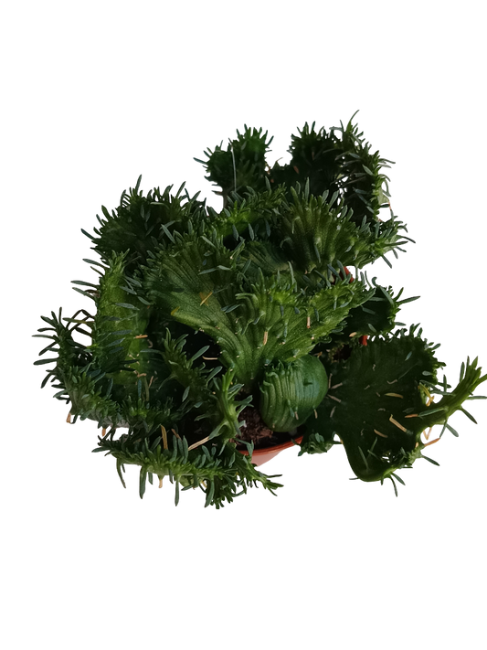 Euphorbia Flanaganii Ø5 Planta Solo Una_0