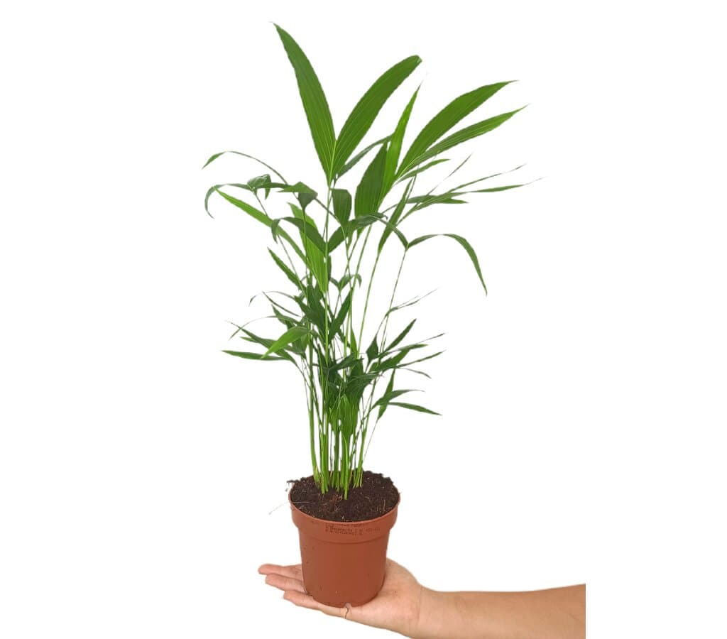 Chamaedorea Cataractarum M12_0