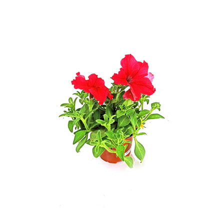 Pack 10 Petunias_2