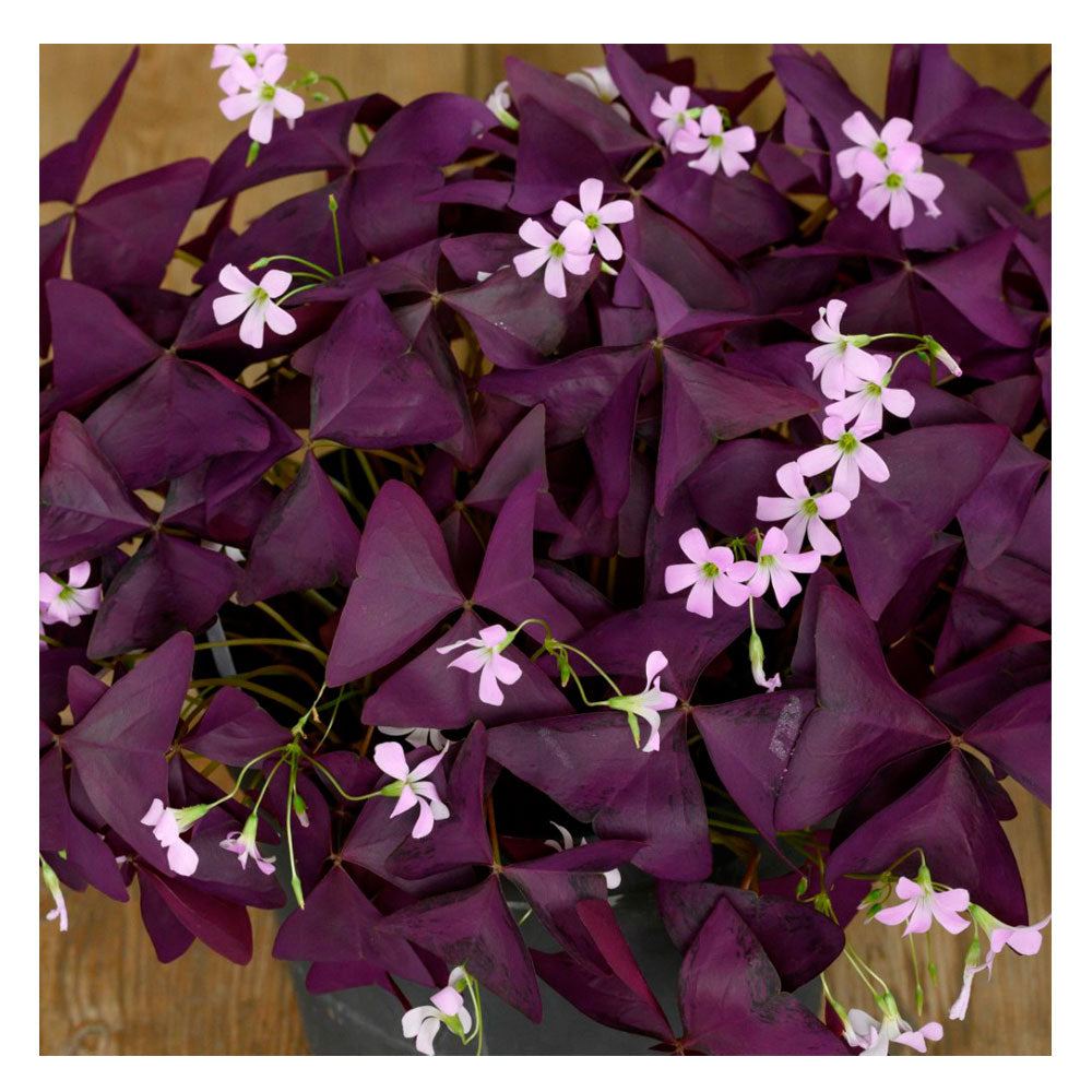 Lot 10 Bulbos Oxalis Burgundy Wine Planta Mariposa_0