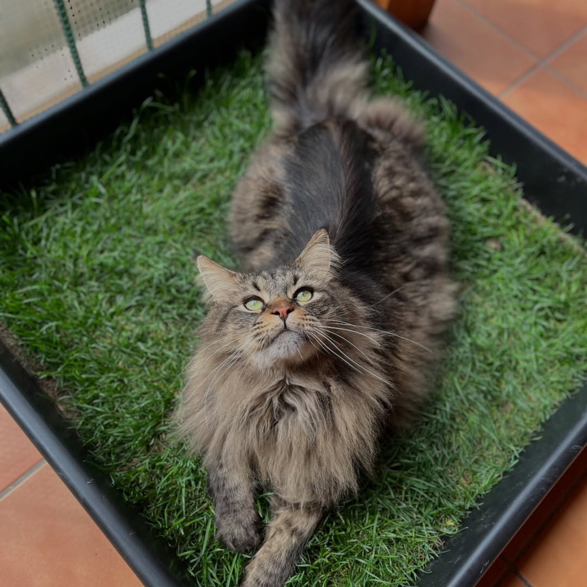 Petground, Arenero Para Gatos, Cama De Césped Natural, Hierba Gatera, Alfombra Olfativa Xxl Xxl: 80 X 80 Cm_2