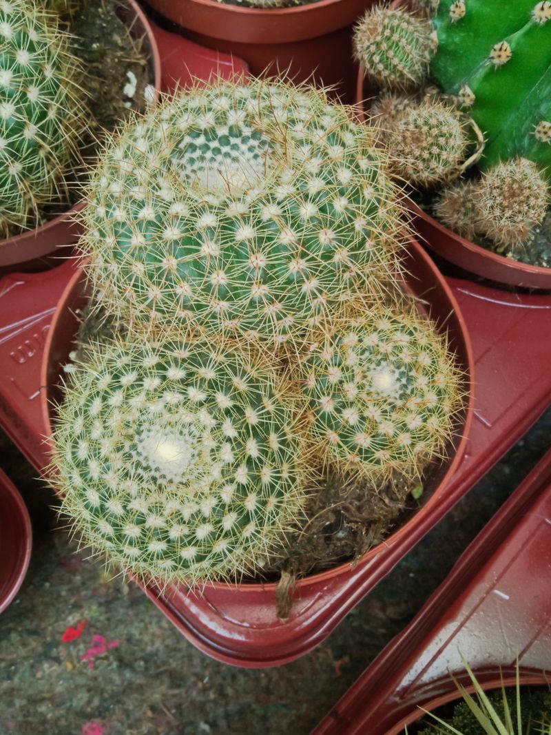 Cactus Parodia Grande Ø13 Cms ☼ Planta_0