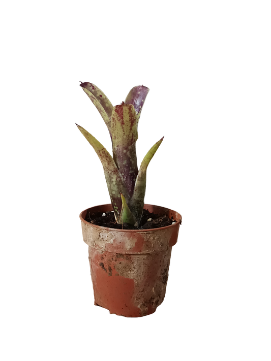 Neoregelia Domino Planta Bromelia Para Terrarios E Inteior_0