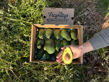 Aguacates Hass Ecológico De Temporada Tropitop 2kg_1