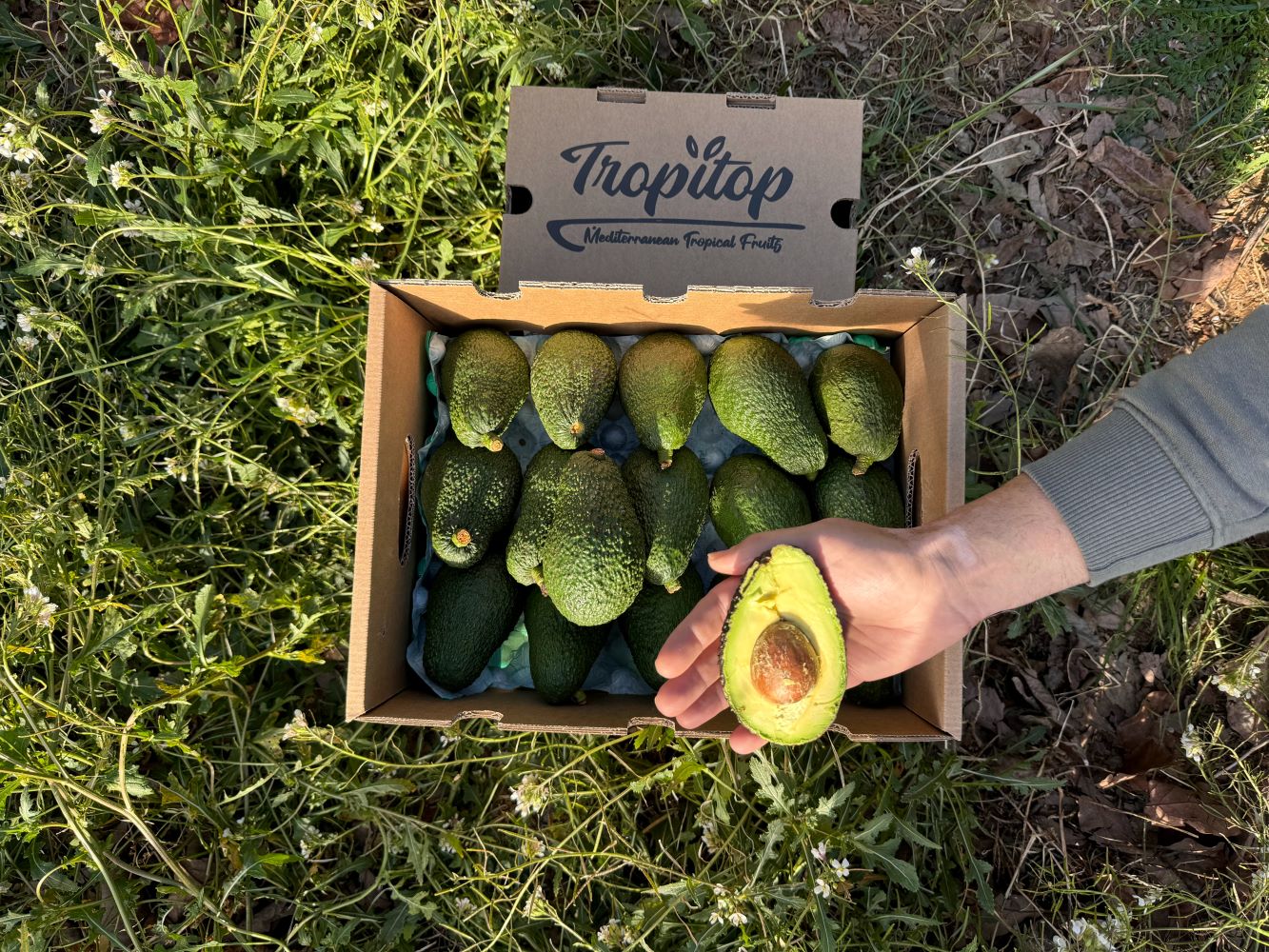 Aguacates Hass Ecológico De Temporada Tropitop 15kg_1
