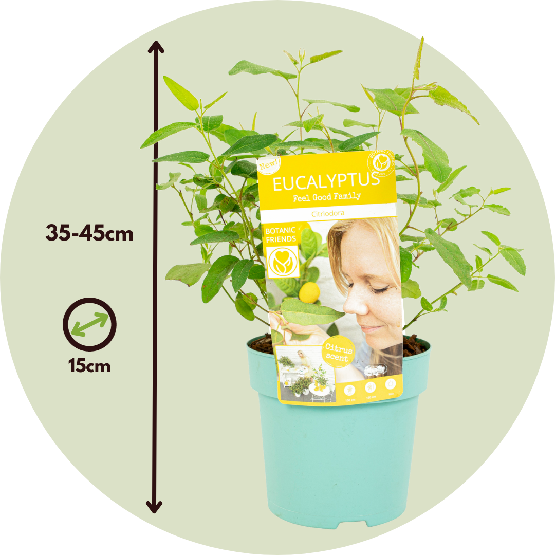 Eucalipto - 2 Pzs - Eucalyptus 'citriodora' - Altura 35-45cm - ⌀15cm_2
