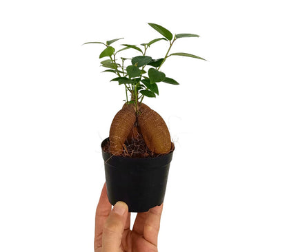 Bonsai Ficus Microcarpa Ginseng M8.5_1
