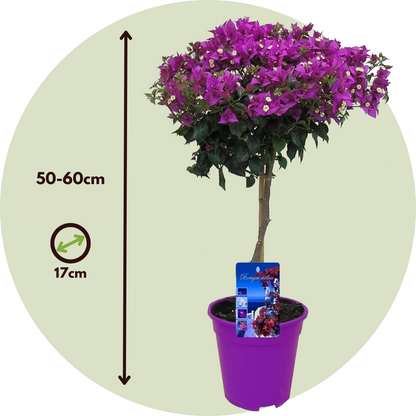 Buganvilla - Bougainvillea 'alexandra' - Altura 50-60cm - ⌀17cm_2