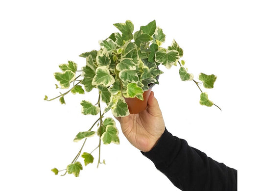 Hedera Helix Wonder M9_0
