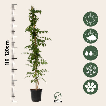 Trompeta Dorada - Campsis Taglibuana 'mme Galen' - Altura 110-120cm - ⌀17cm_2