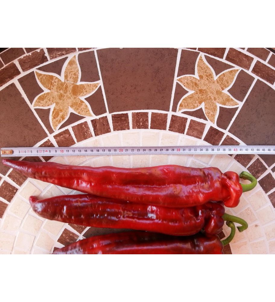 Plantón Pimiento Cornicabra (10 Unidades)_0