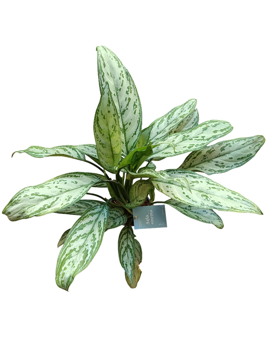 Aglaonema Silver Queen Planta De Interior Ø14 Altura 50 Cm_0
