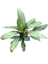 Aglaonema Silver Queen (planta De Interior) 14 Cm De Diâmetro +50 Cm De Altura