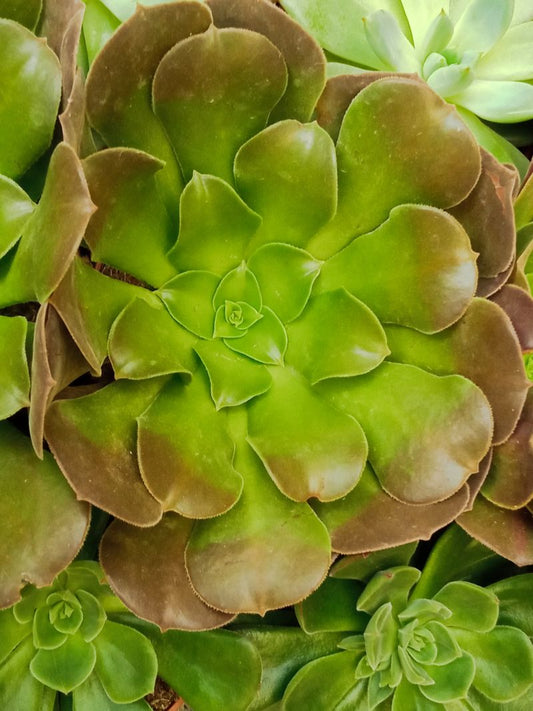 Suculentas Y Cactus Variedad #49 Planta Sin Id_0