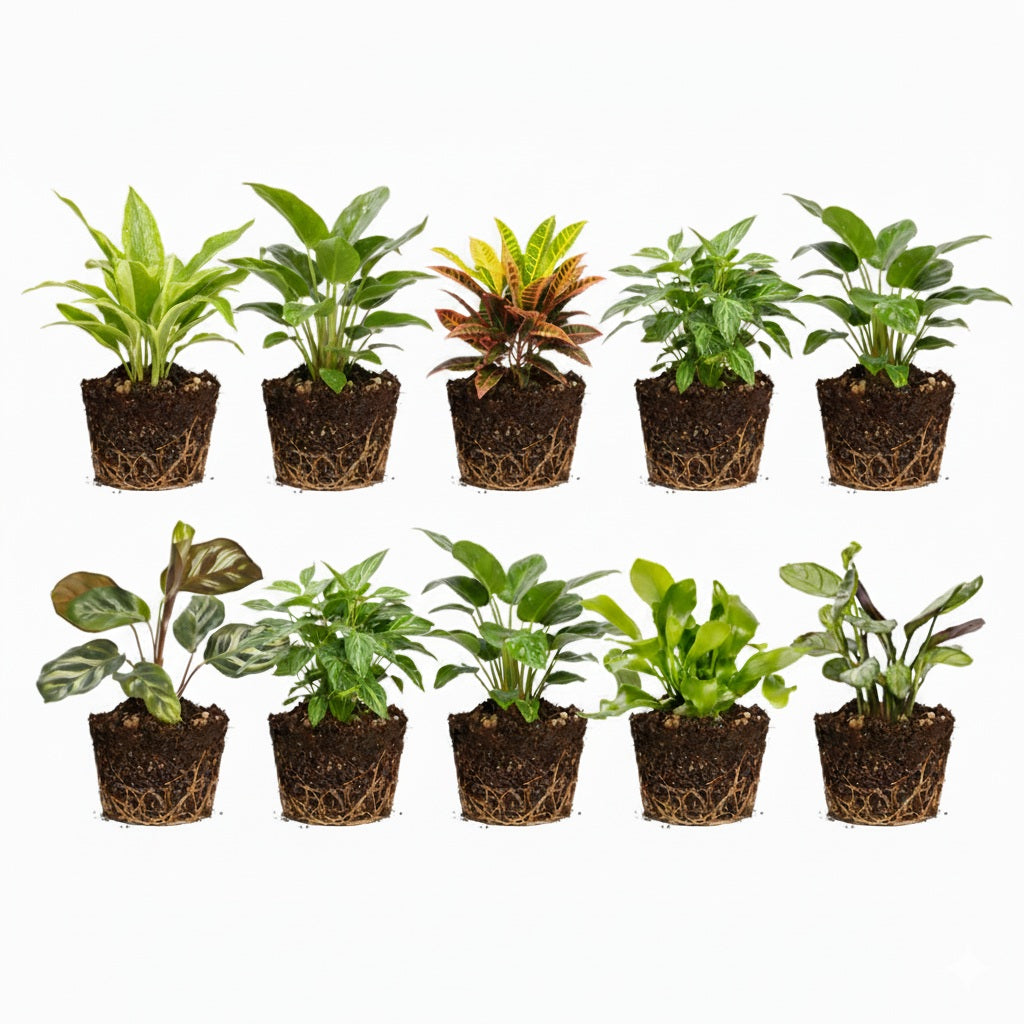 Mini Plantas De Interior Y Helechos - 10 Unidades - Para Terrario_0