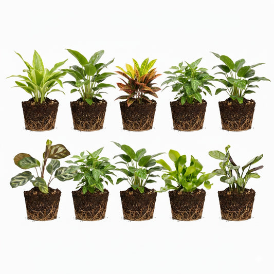 Mini Plantas De Interior Y Helechos - 10 Unidades - Para Terrario_0