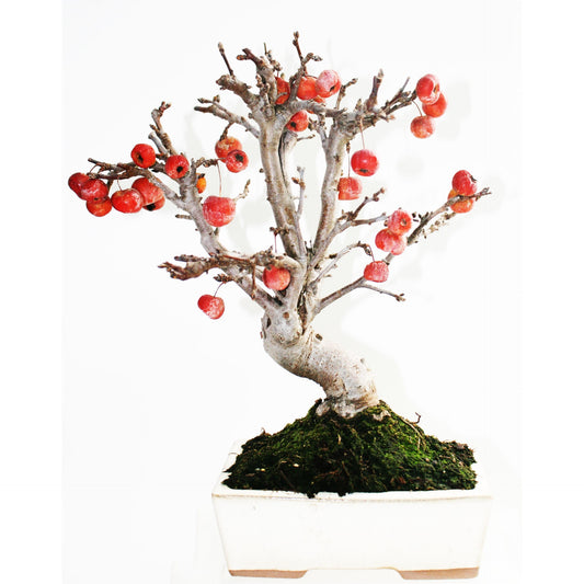 Bonsai Malus sp.9 anos Macieira