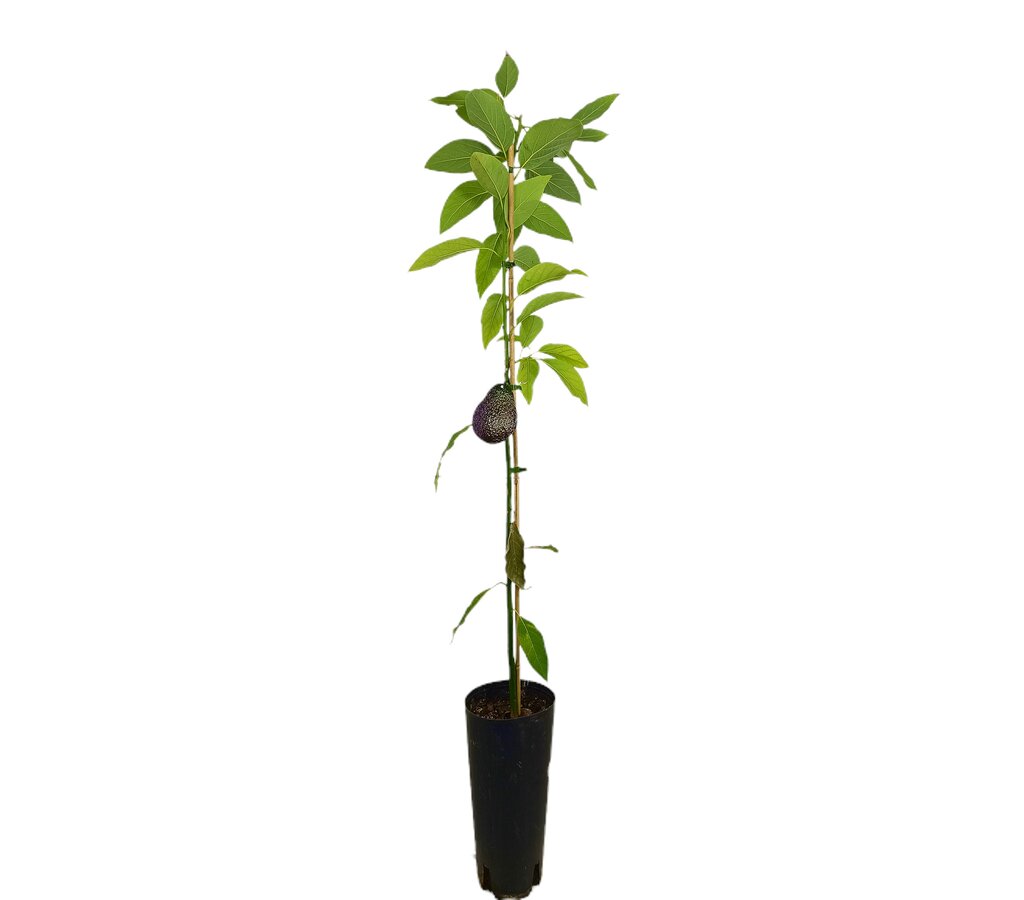 Aguacate Bacon Tb20 150-180cm_0