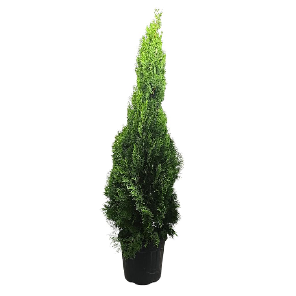 Thuja Pyramidalis Aurea M35 180-200_0