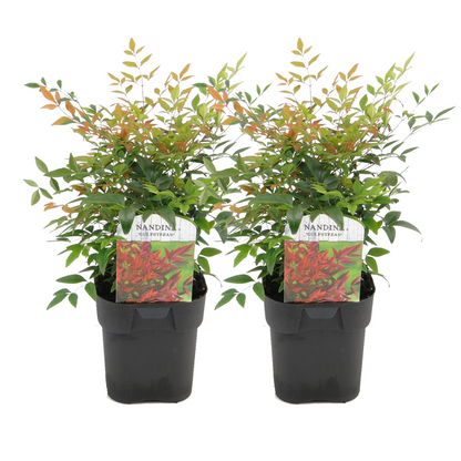 Bambú Sagrado - 2 Pzs - Nandina Domestica 'gulfstream' - Altura 25-40cm - ⌀17cm_0