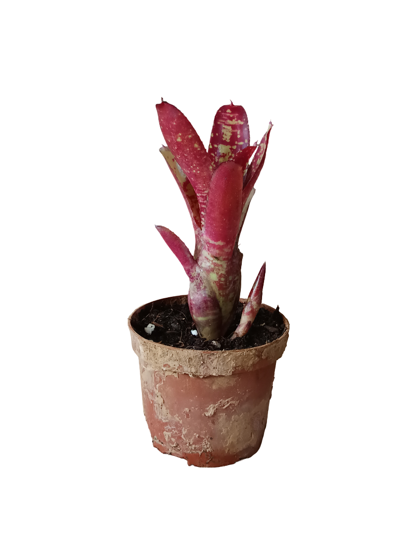 Neoregelia Punini Planta Bromelia Para Terrarios E Inteior_0