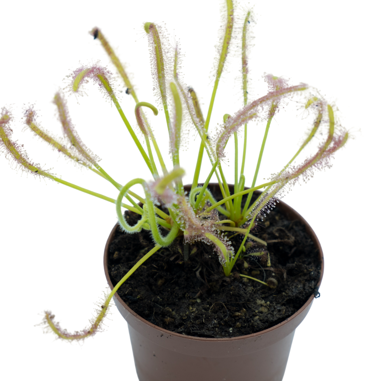 Drosera Capensis alba M9_0