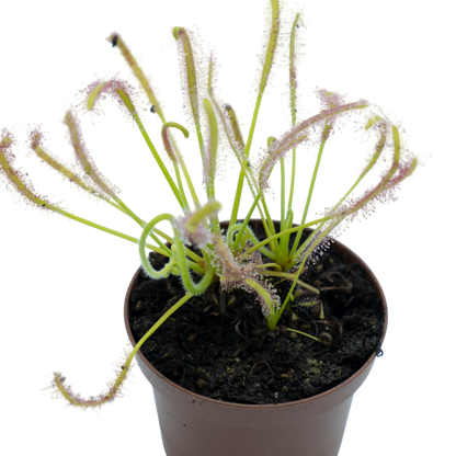 Drosera Capensis alba M9_0