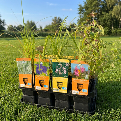 Set Sorpresa Plantas Estanque - 12 Plantas Resistentes Con Cestas_3
