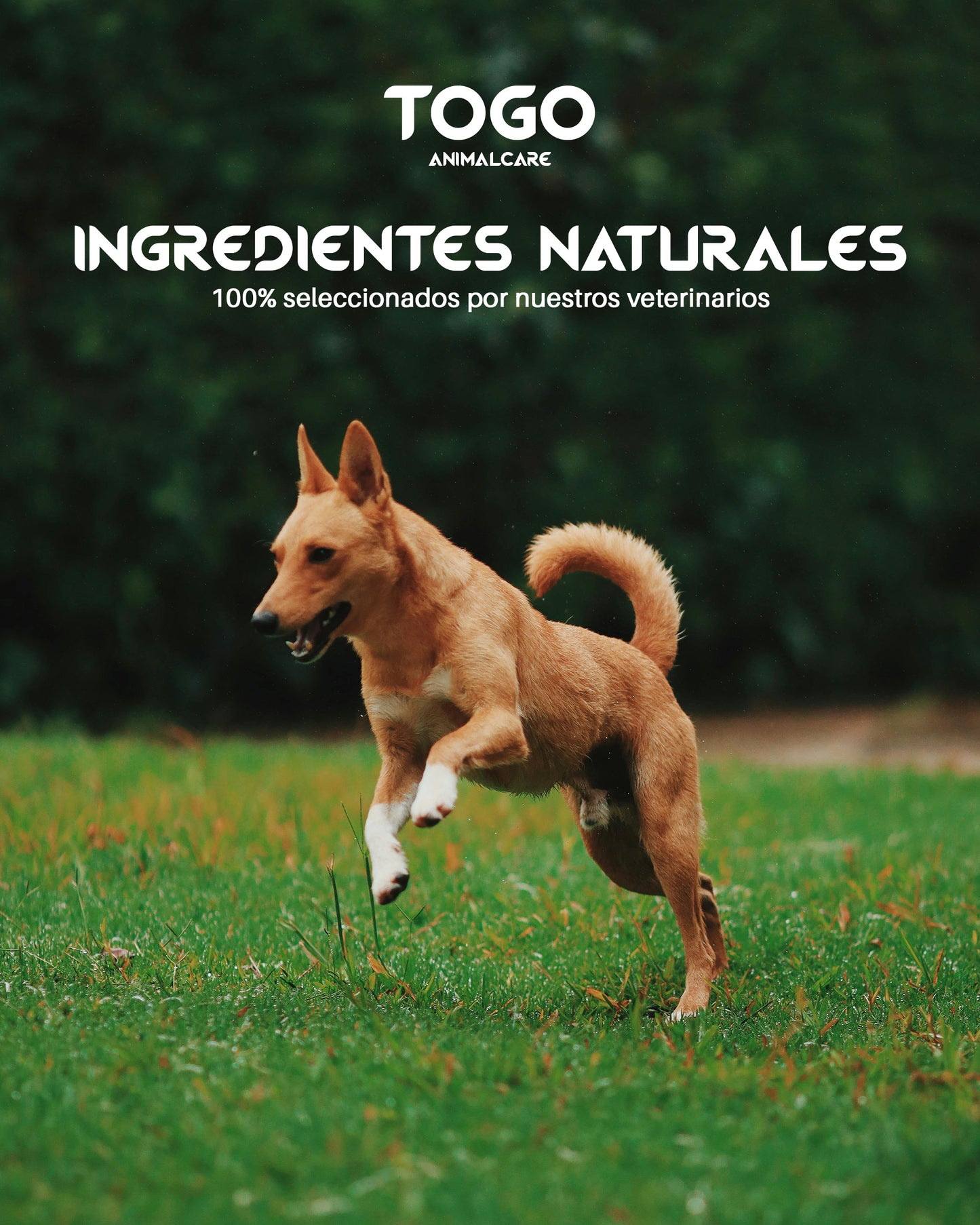 Pienso de Salmón Natural Hipoalergénico 15kg_4