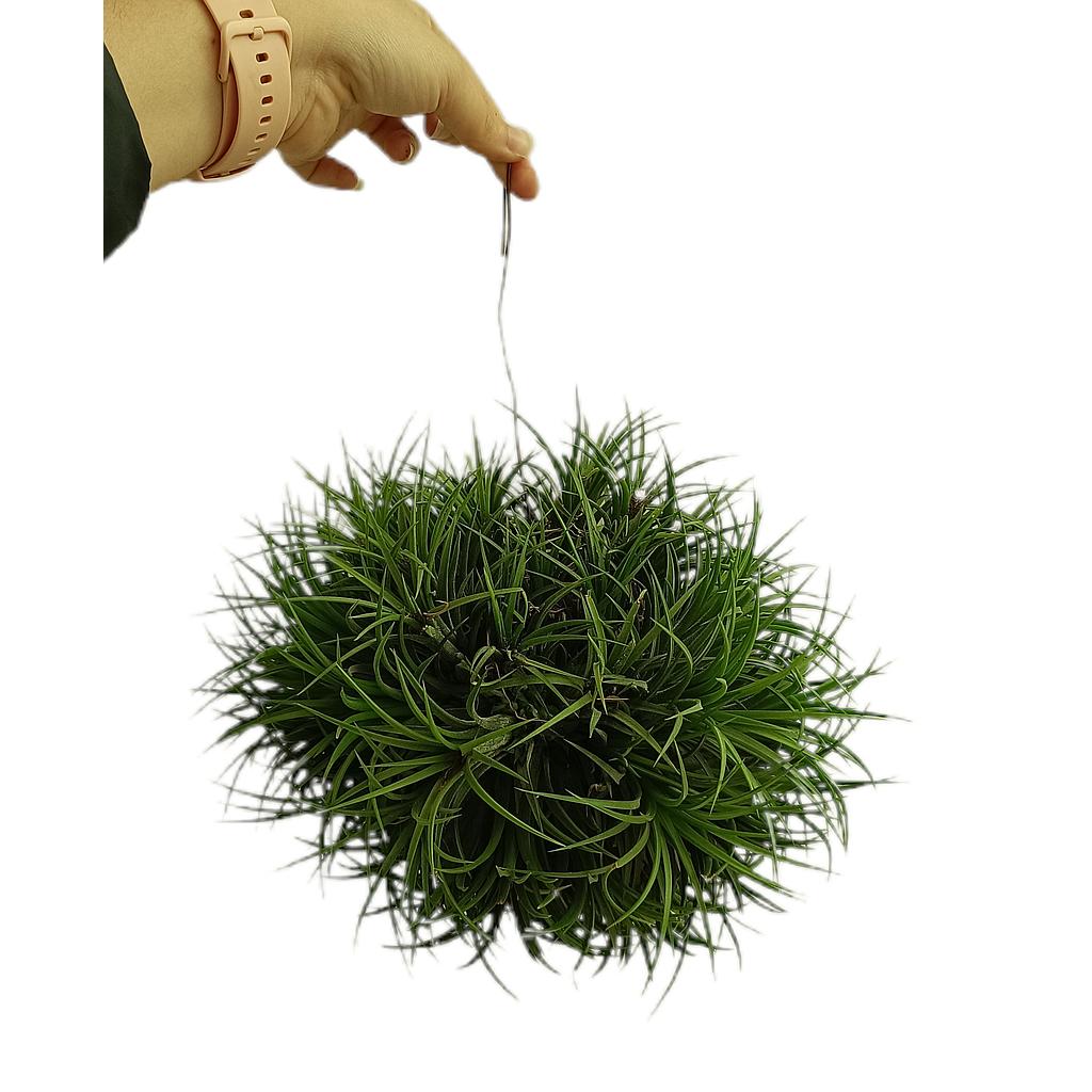 Tillandsia Hang Ball Xl_0