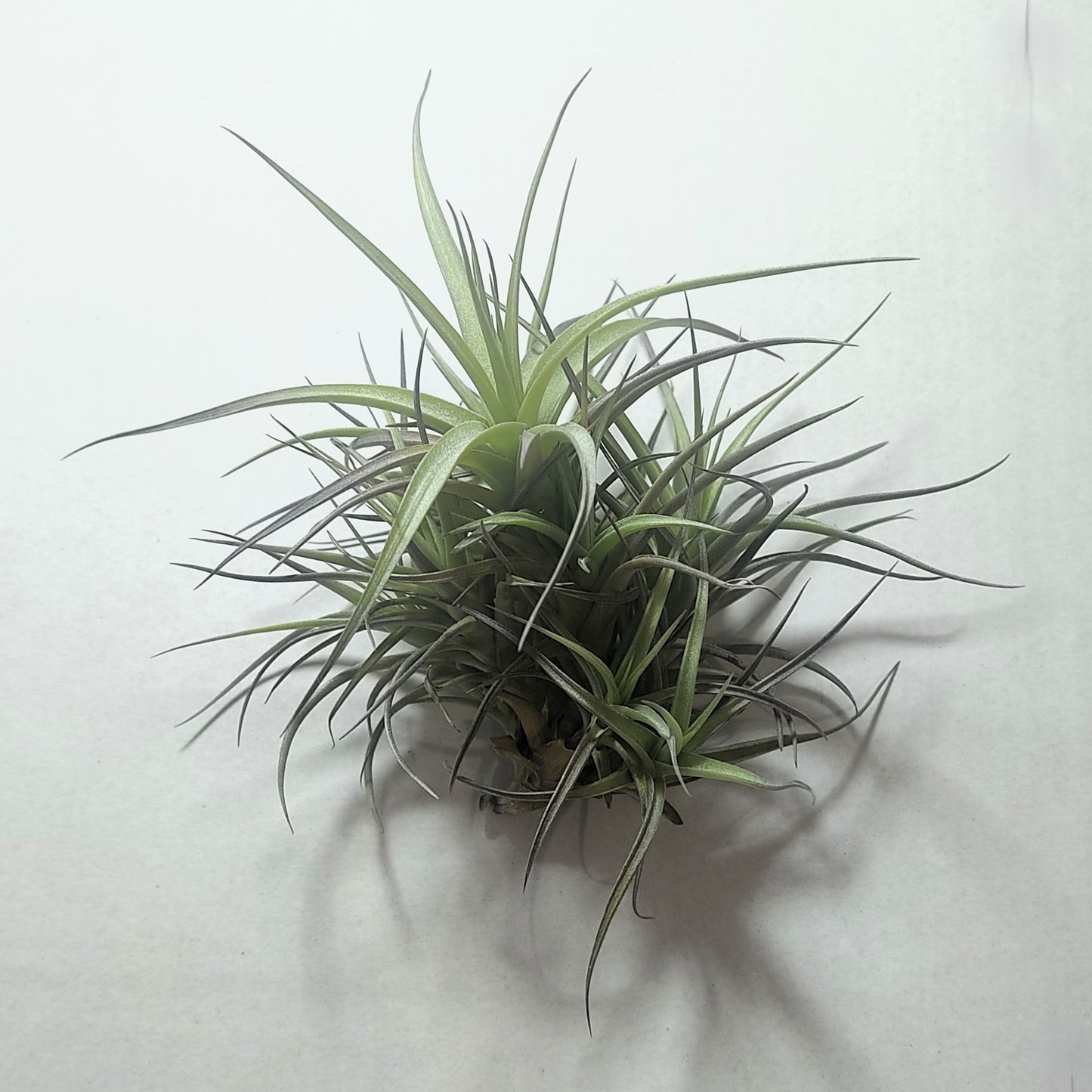 Tillandsia Aeranthos 'mini' clump (mata); Mata De Plantas Del Aire; Curiosarium; Altura 12 Cm, Diámetro 13 Cm_1