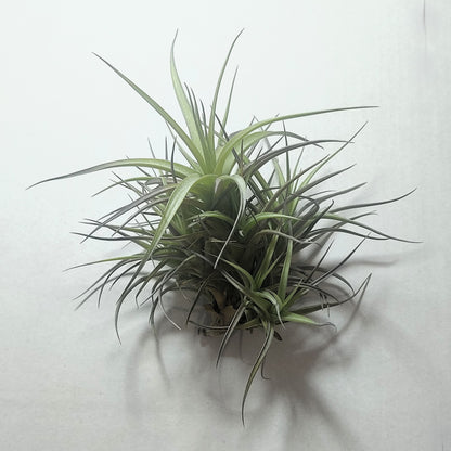 Tillandsia Aeranthos 'mini' clump (mata); Mata De Plantas Del Aire; Curiosarium; Altura 12 Cm, Diámetro 13 Cm_1