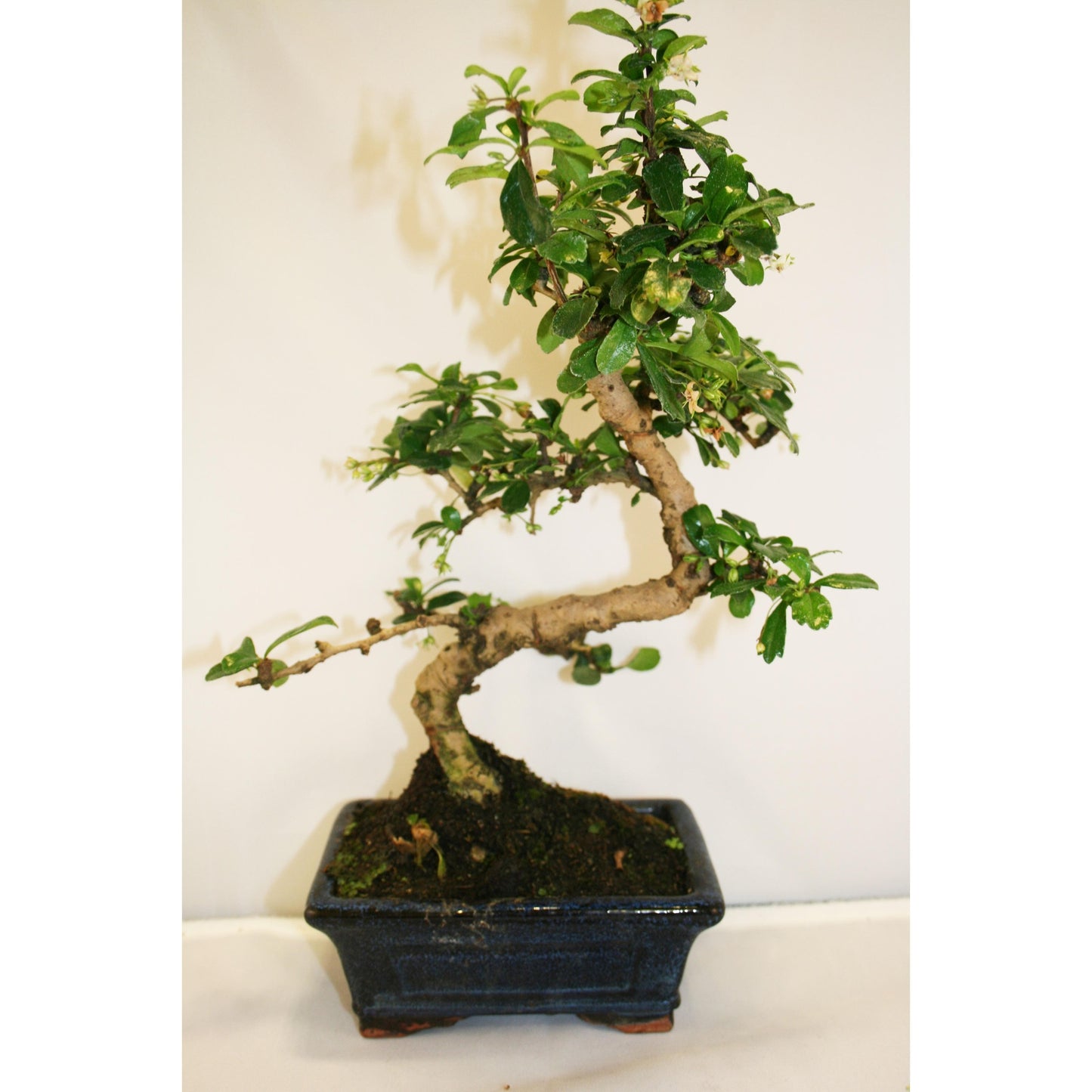 Bonsai Carmona microphylla 6 anos - CARMONA