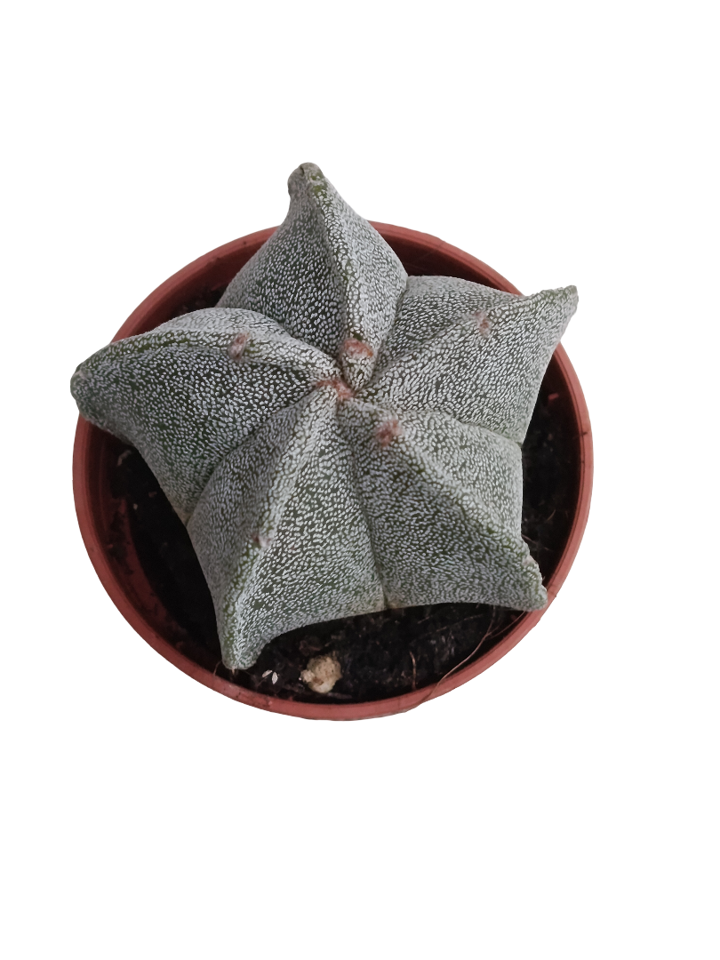 Astrophytum Myrostigma Planta Suculenta_0