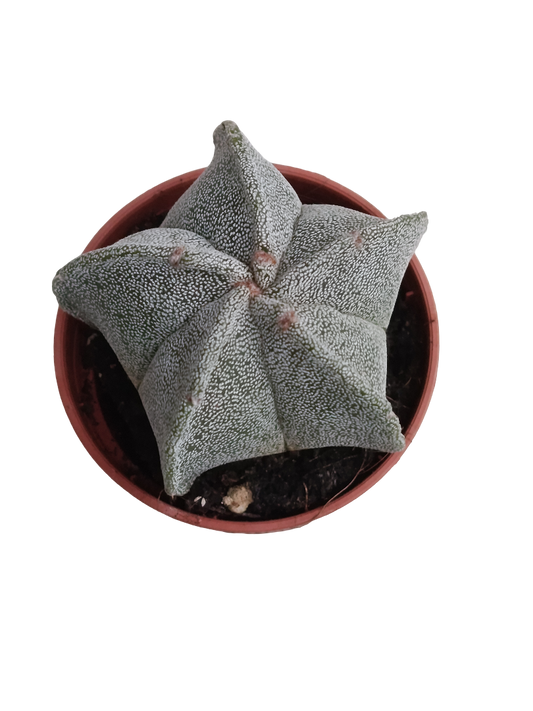 Astrophytum Myrostigma Planta Suculenta_0