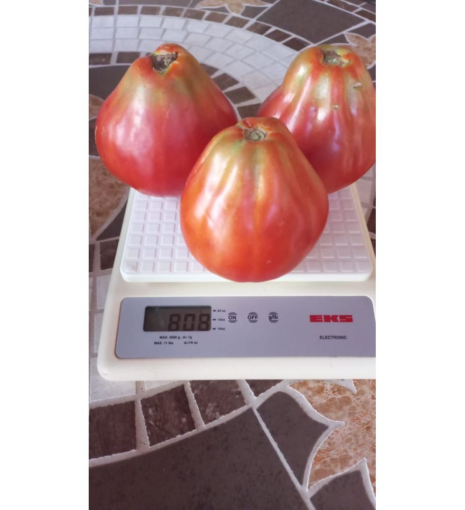 Plantón Tomate Liguria (10 Unidades)_0