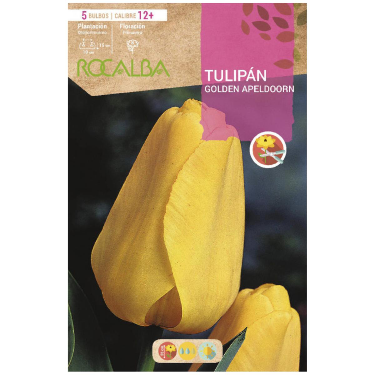 Bolbo de Tulipa Apeldoorn Dourado Amarelo 5 peças Rocalba