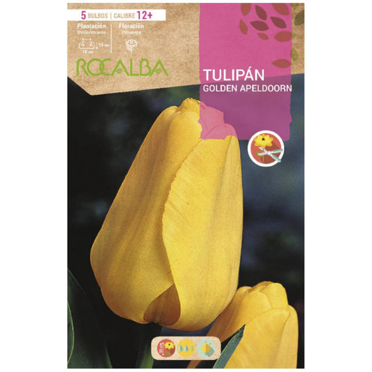 Bolbo de Tulipa Apeldoorn Dourado Amarelo 5 peças Rocalba