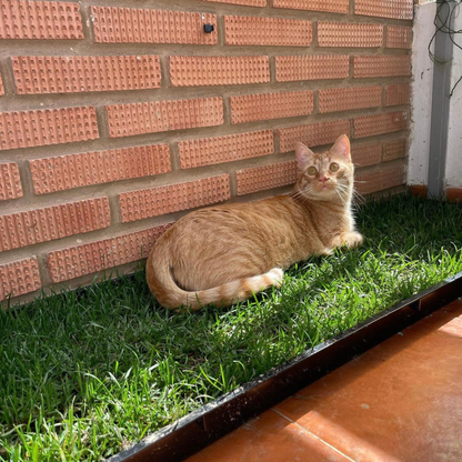 Petground, Arenero Para Gatos, Cama De Césped Natural, Hierba Gatera, Alfombra Olfativa Xl Xl: 117 X 40 Cm_4