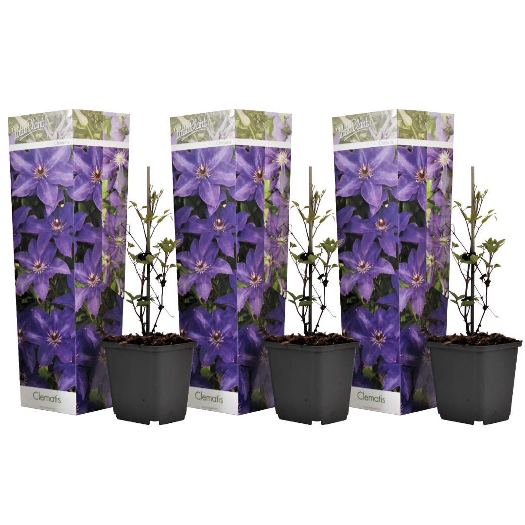 Clemátide - 3 Pzs - Clematis 'the President' - Altura 25-40cm - ⌀9cm_0