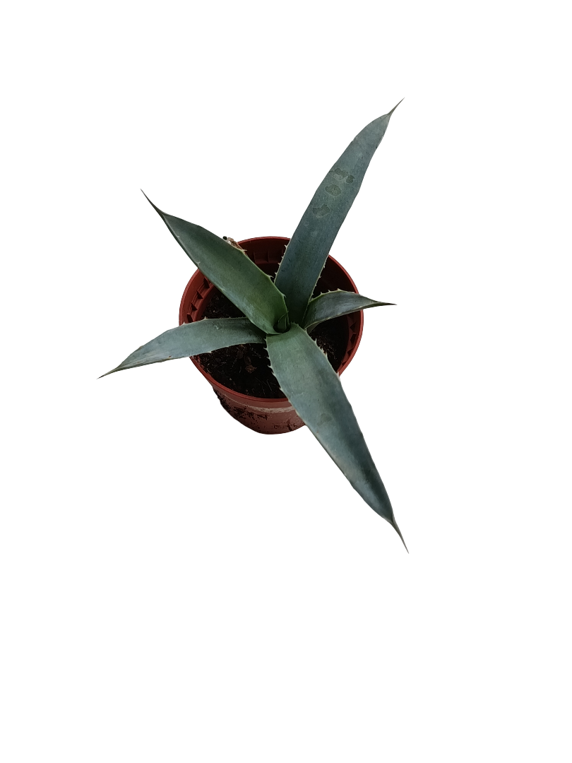 Agave Macrocantha Planta Suculenta Ø5_0