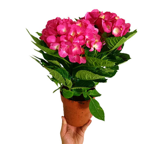 Hortensia Rosa M14 40-50cm_0