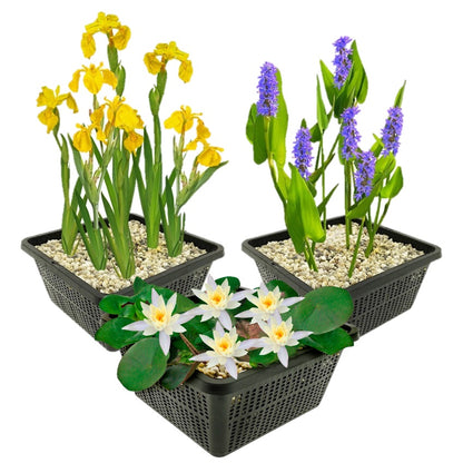 Set Nenúfar Blanco - 9 Plantas - Estanque - Resistente Al Frío_0