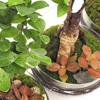 Terrário Madagáscar Chuva Ficus Ginseng Ø19 x 36 cm