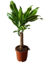 Dracaena Golden Queen (planta De Milho) (planta De Interior) Ø11