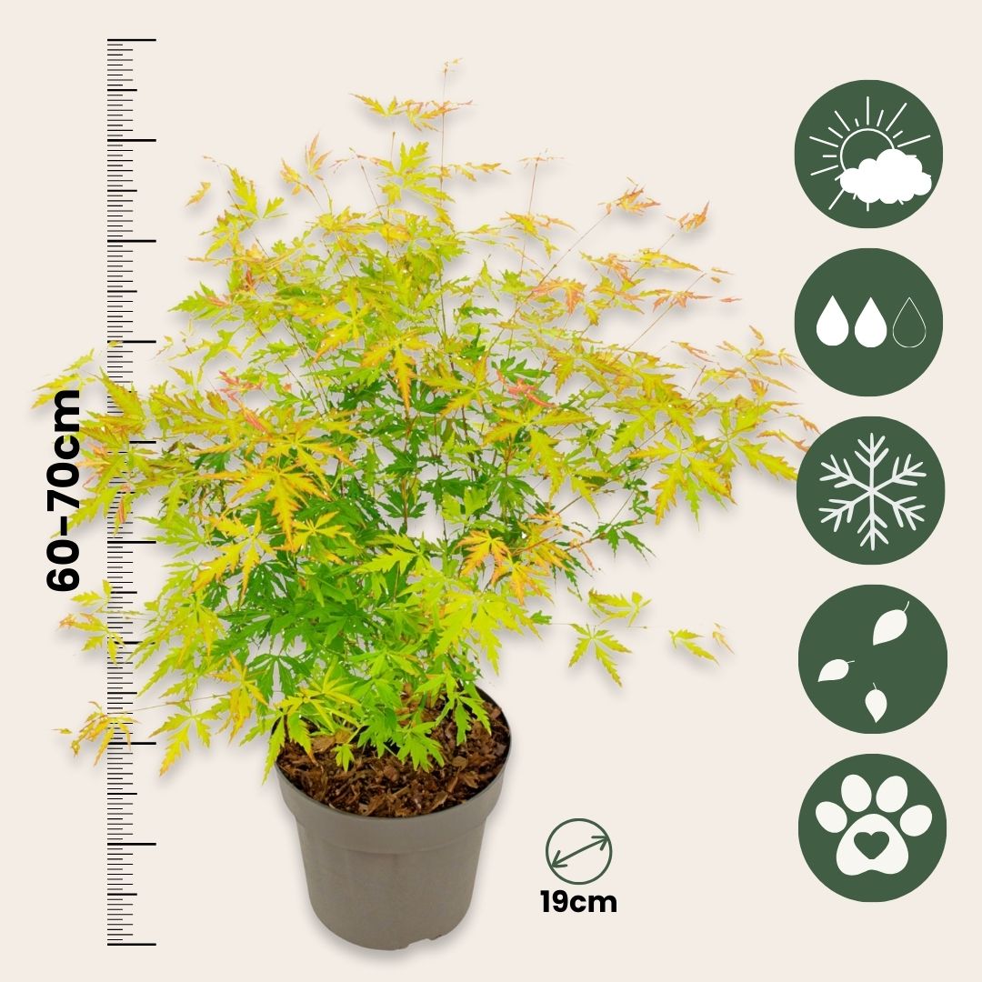 Arce Japonés - 2 Pzs - Acer Palmatum 'orange Lace' - Altura 60-70cm - ⌀19cm_2
